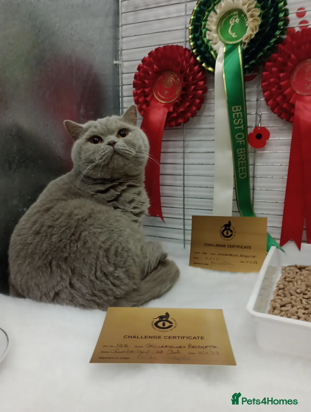 British Shorthair cats for stud: GCCF Studs Blue Lilac Blue Bi Cream Bi in Manchester - Advert 1