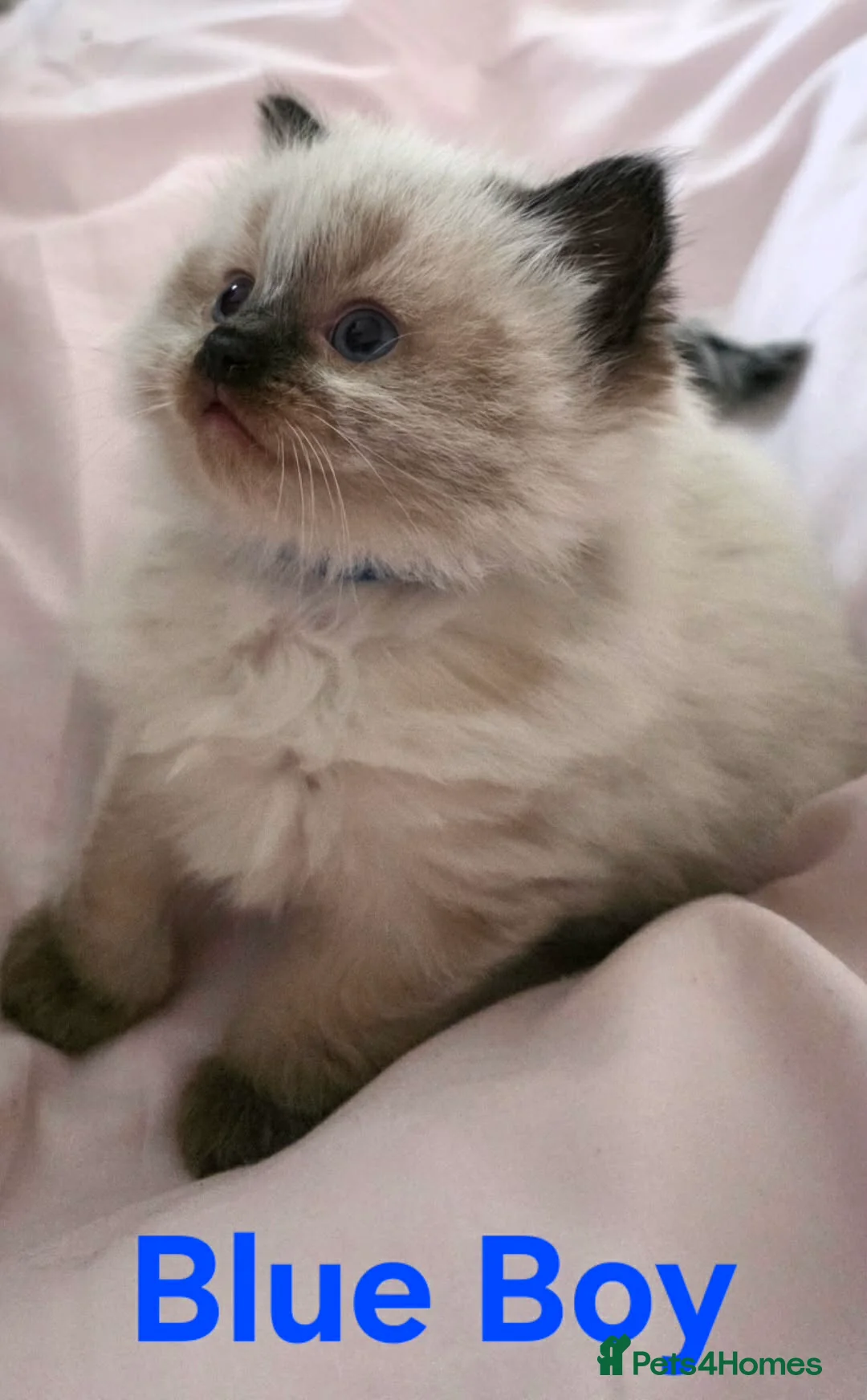 Ragdoll cats for sale: 3 beautiful male ragdoll kittens  - Advert 3