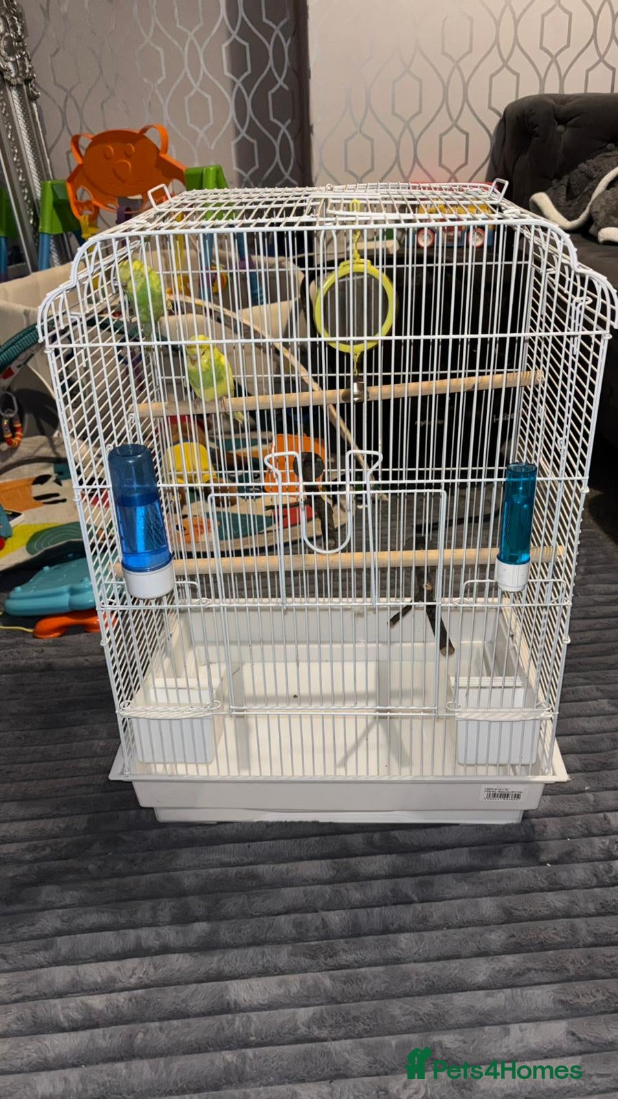 Budgerigars birds 1 pair of budgies with the cage - Advert 1