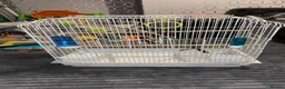Budgerigars birds for sale: 1 pair of budgies with the cage - Advert 1