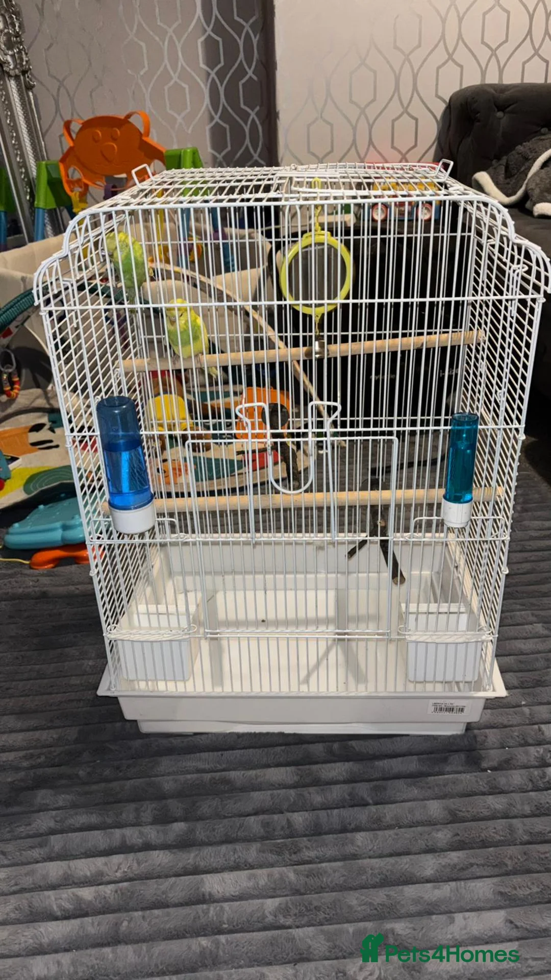 Budgerigars birds for sale: 1 pair of budgies with the cage - Advert 1