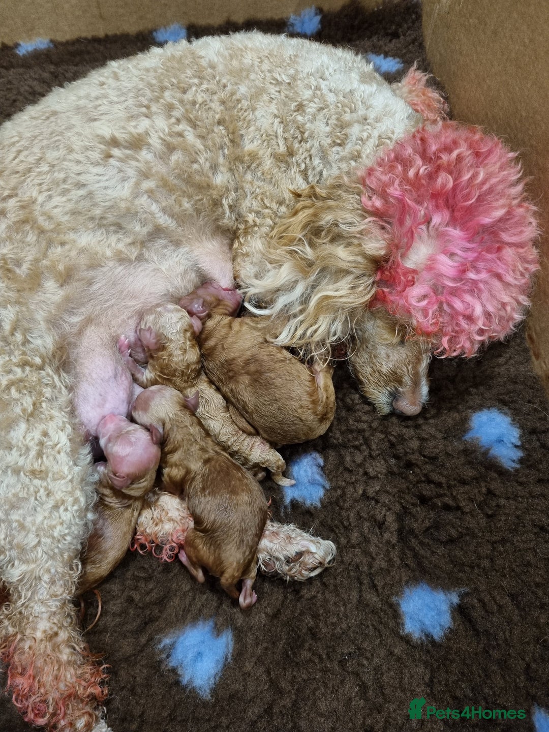 Miniature Poodle dogs for sale: Beautiful Miniature poodles - Image 1