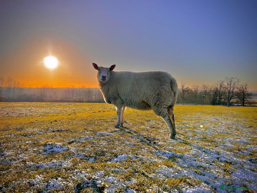 Sheep livestock for sale: 2 Pet Sheep for Rehoming - Advert 4