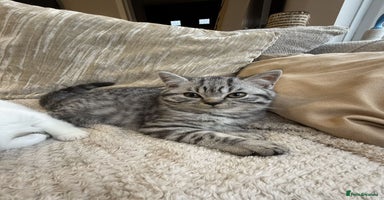 British Shorthair cats - Advert 16
