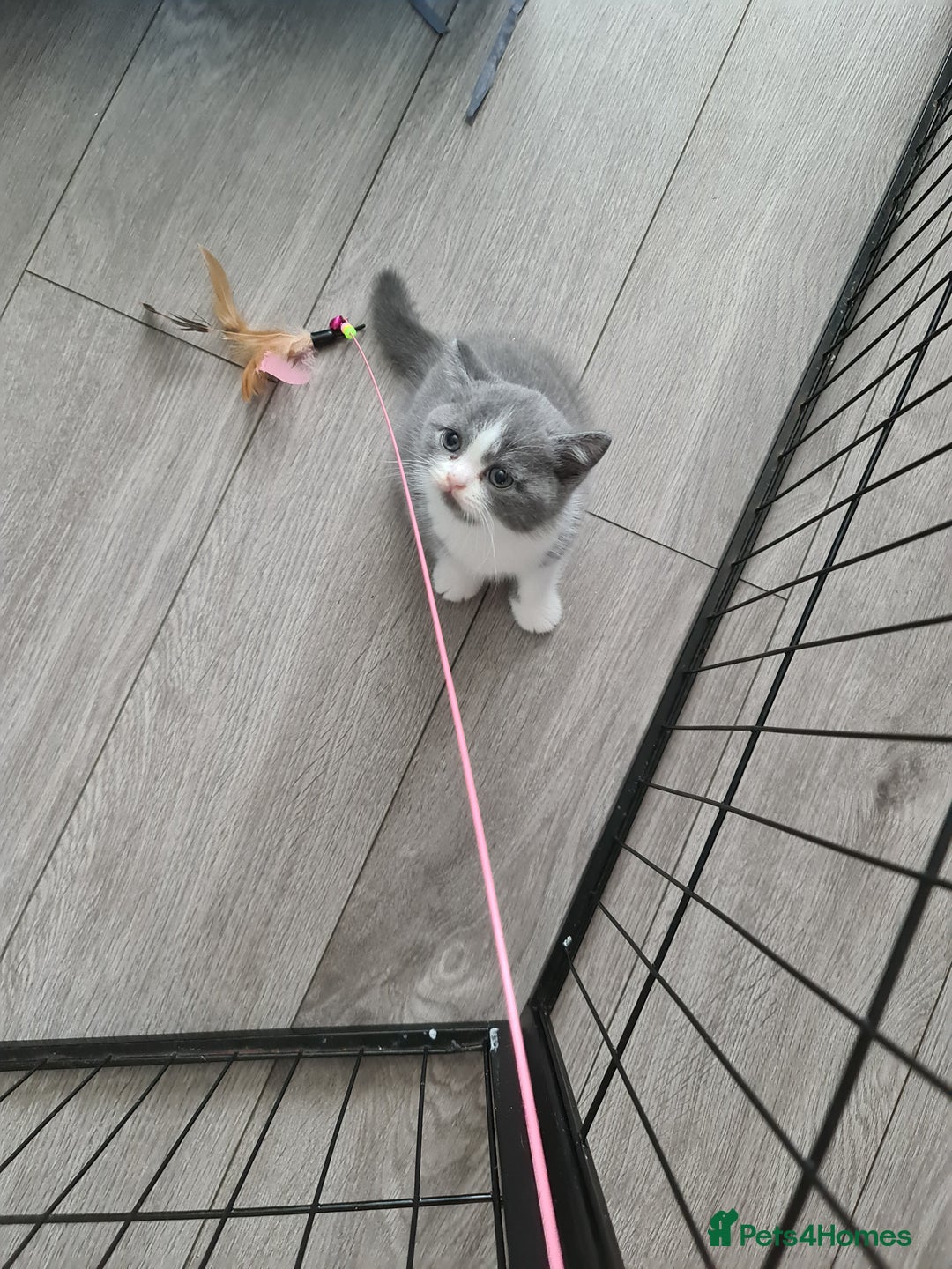 British Shorthair cats for sale: Last kitten available  - Image 10