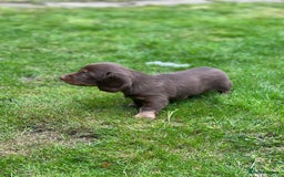 Miniature Dachshund dogs for sale: Kc Reg Long Haired Miniture Dachshund Puppies - Image 20