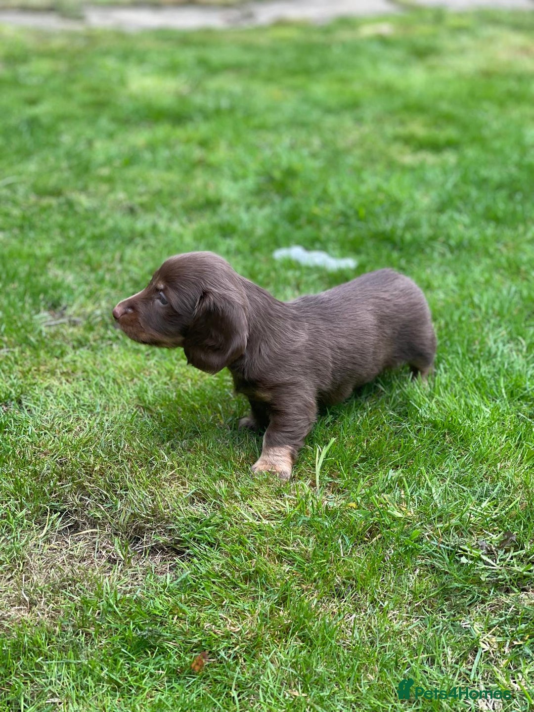 Miniature Dachshund dogs for sale: Kc Reg Long Haired Miniture Dachshund Puppies - Image 20