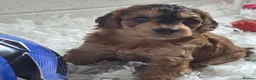 Cockapoo dogs for sale: Health Tested F1b Cockapoo Puppies - Advert 3