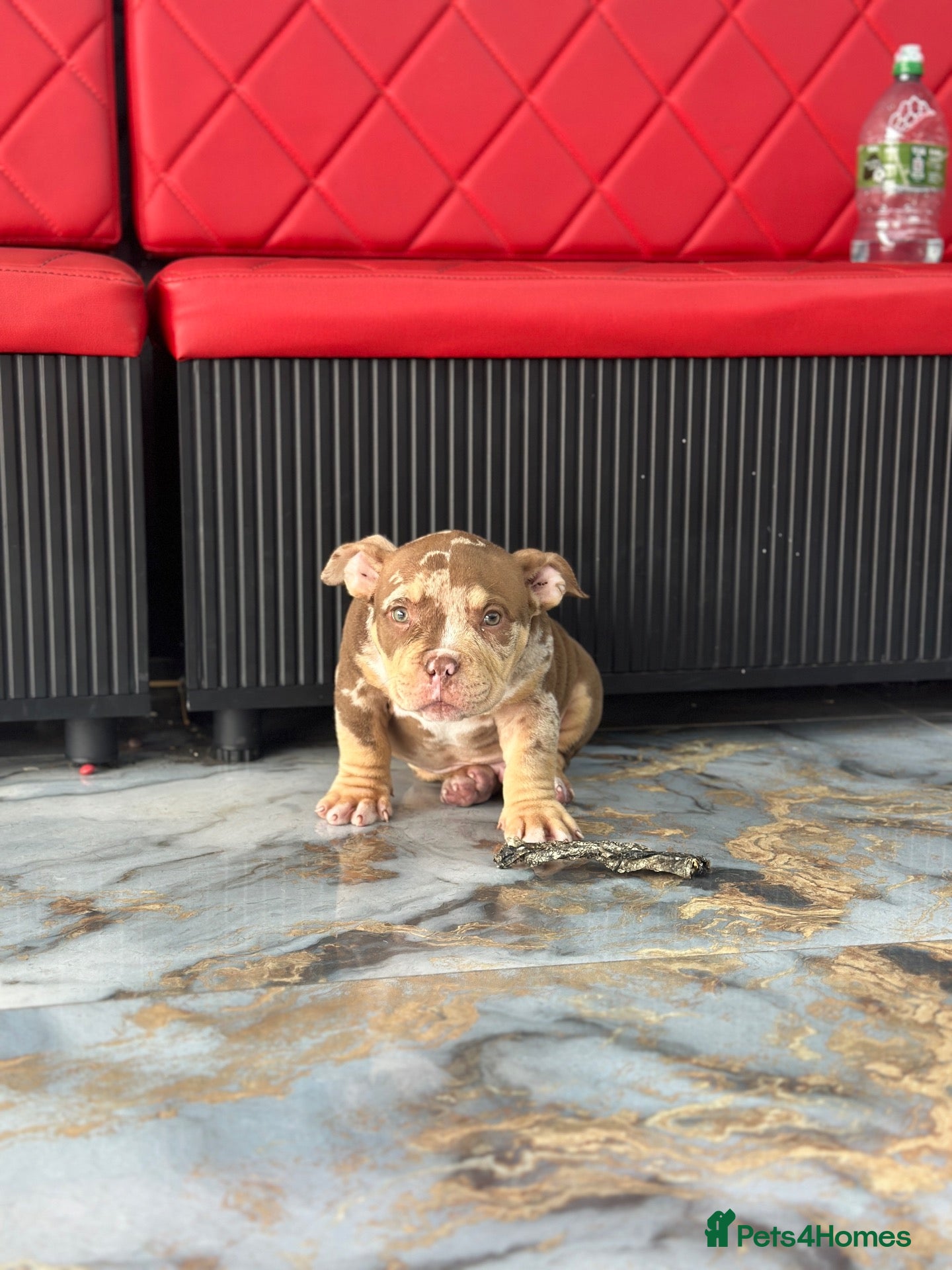 American Bully dogs for sale: Pocket bullys abkc regd - Advert 1