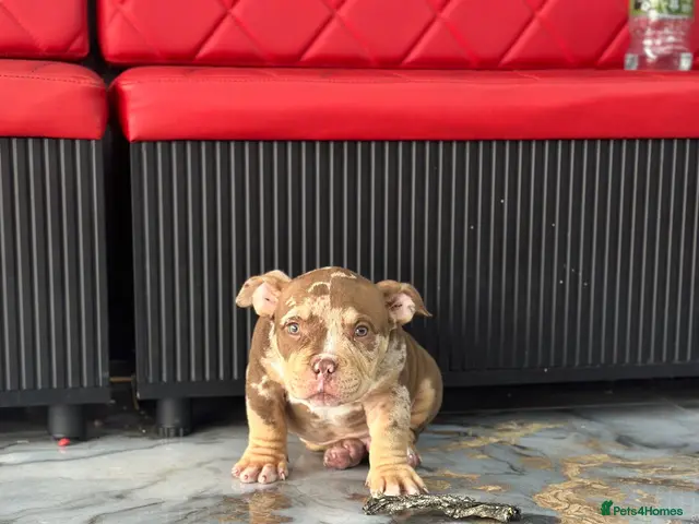 American Bully dogs for sale: Pocket bullys abkc regd - Advert 1