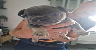 French Bulldog dogs - Advert 1