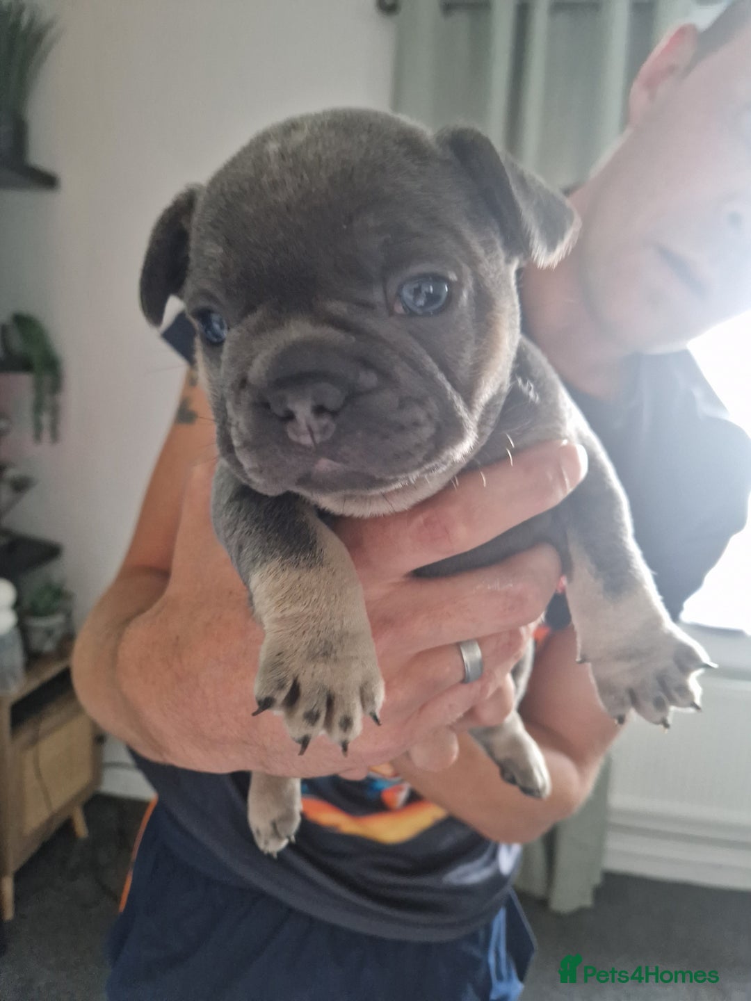 French Bulldog dogs for sale: FROM £1500 French bulldogs 2 FEMALE 3 MALE - Image 3