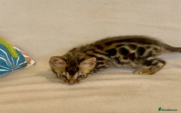 Bengal cats for sale: 🐾 Purebred BENGAL kittens🐾 - Image 14