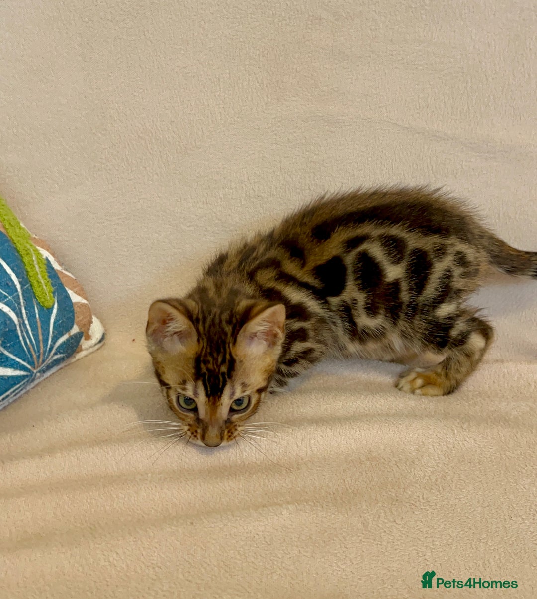 Bengal cats for sale: 🐾 Purebred BENGAL kittens🐾 - Image 14