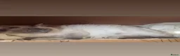 Ragdoll cats for sale: Ragdoll Cross kittens - Advert 3