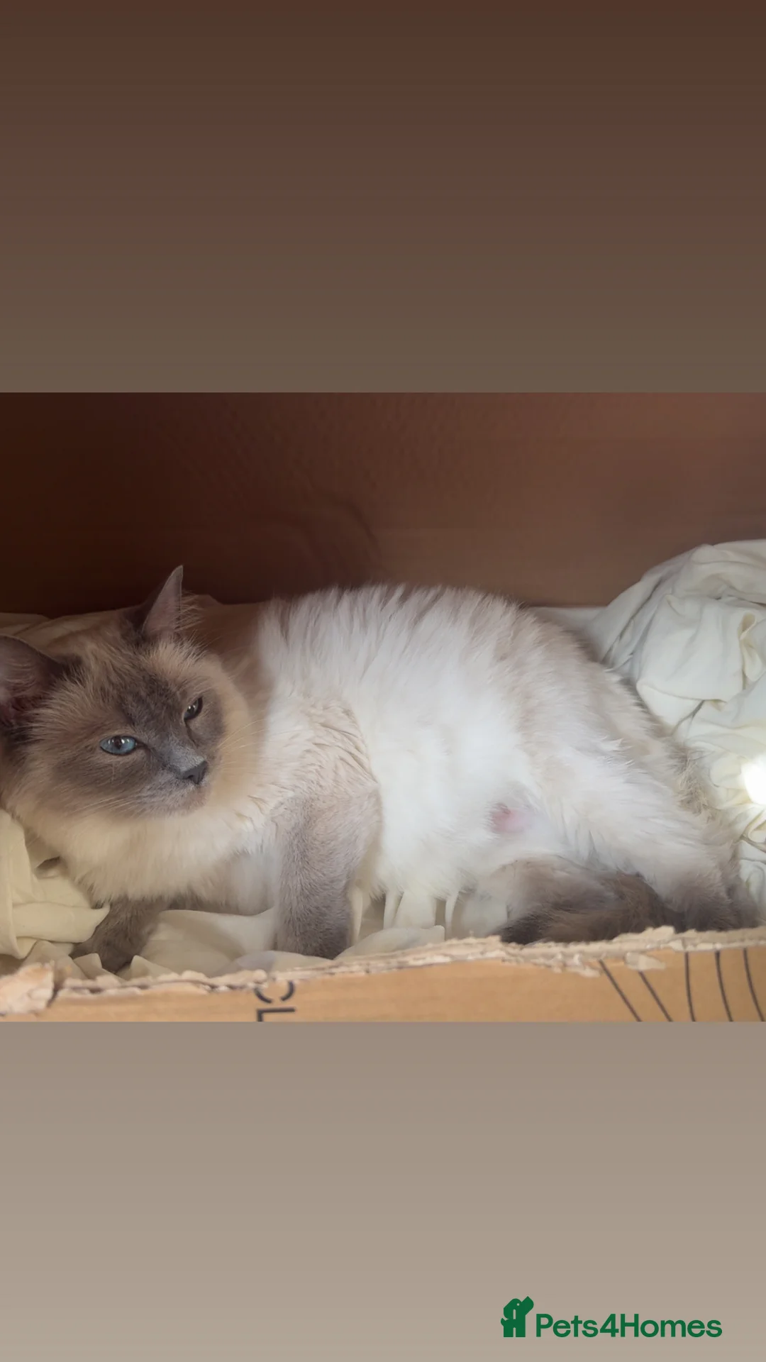 Ragdoll cats for sale: Ragdoll Cross kittens - Advert 3
