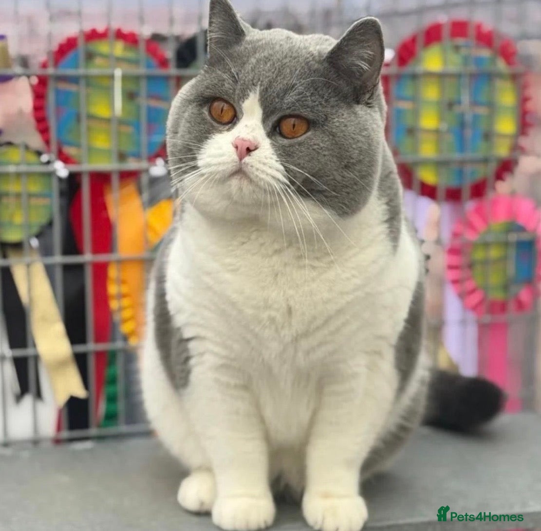 British Shorthair cats British ShortHair Kittens Father a Grand Champion  - Advert 2