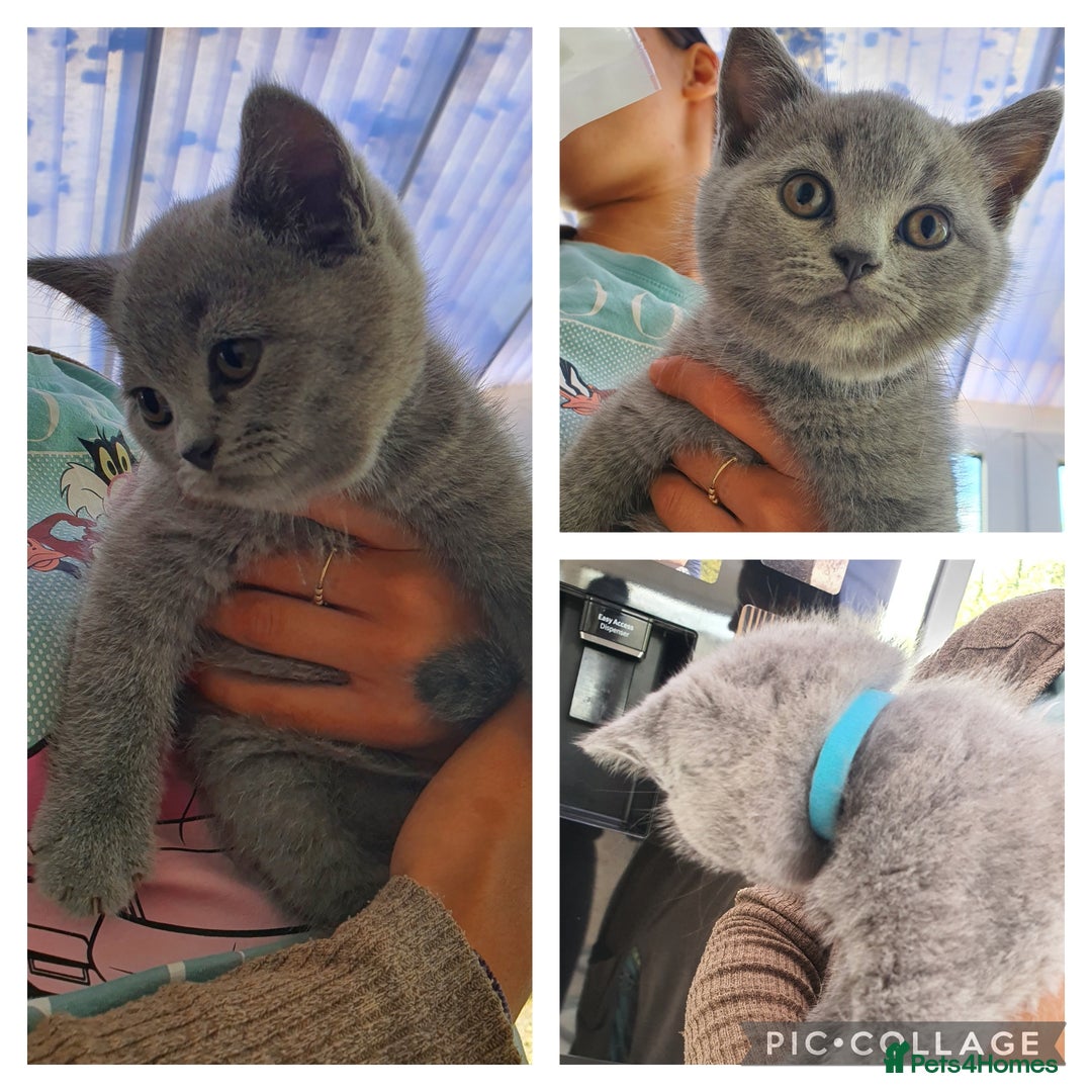 British Shorthair cats for sale: British Shorthair kittens  - Image 1
