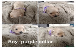 Maltipoo dogs for sale: F2 Mini Maltipoo, 4 boys - Image 3