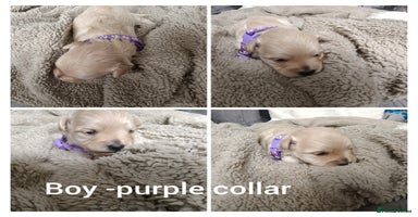 Maltipoo dogs - Advert 2