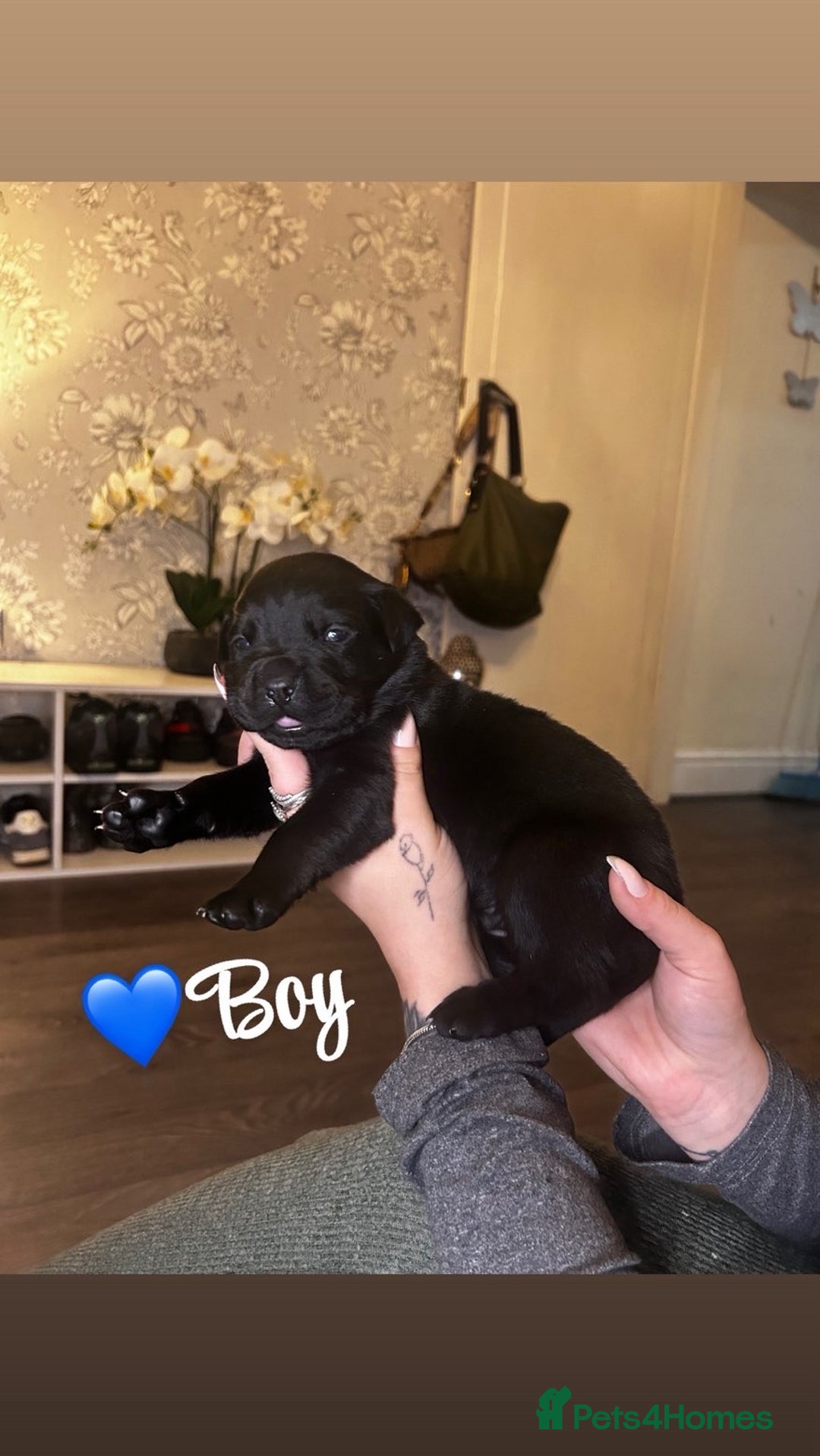 Rottweiler dogs for sale: Stunning Rottweiler puppies ✨ - Image 3