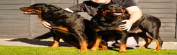 Rottweiler dogs for sale: Stunning Rottweiler pups in Clacton-on-Sea - Advert 14