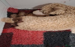 Cavapoochon dogs for sale: Cavapoochon Girl - Advert 1