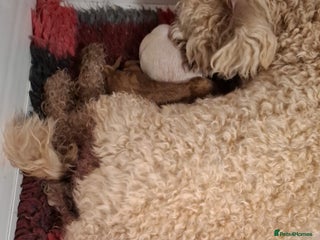 Cavapoochon dogs Cavapoochon Girl - Advert 6