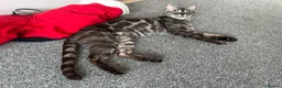 Bengal cats for sale: Retired breeding adults req. purrever pet homes 🐆 - Advert 9