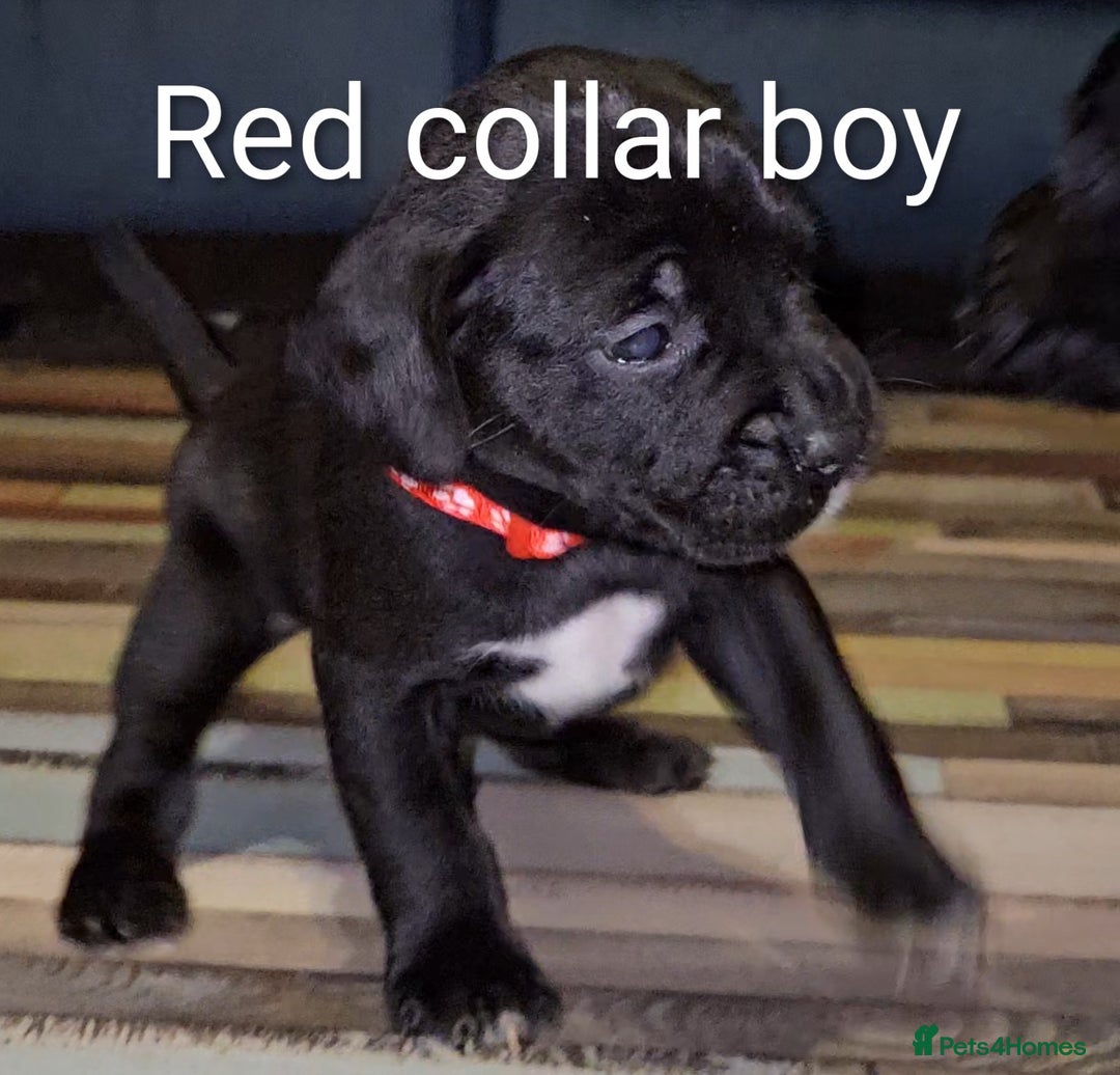 Mixed Breed dogs for sale: French bulldog x German short haired puppies - Image 1