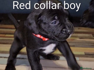 Mixed Breed dogs - Advert 1