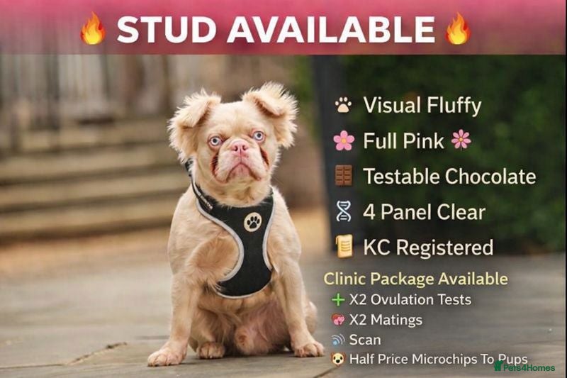 French Bulldog dogs Bruno The Pink Fluffy - Advert 1