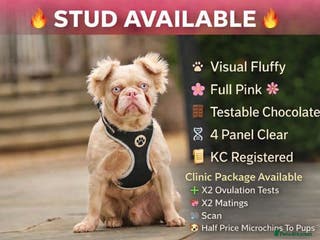 French Bulldog dogs Bruno The Pink Fluffy - Advert 6