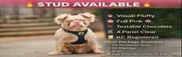 French Bulldog dogs for stud: Bruno The Pink Fluffy - Advert 1