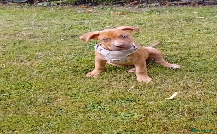Mixed Breed dogs - Advert 1