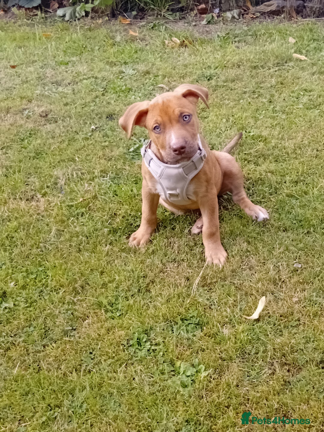 Mixed Breed dogs for sale: 4 month old belgian malinous x staff - Image 1