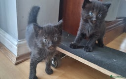 Mixed Breed cats for sale: Kittens for sale - Image 4