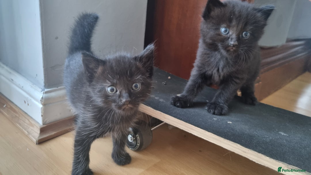Mixed Breed cats for sale: Kittens for sale - Image 4