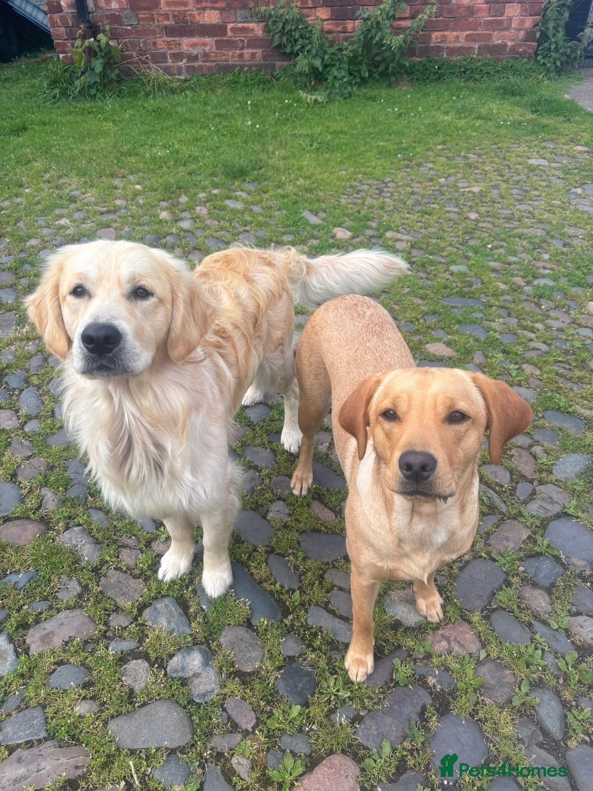 Goldador dogs Golden Retriever Labrador Puppies Due - Advert 9