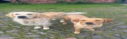 Goldador dogs for sale: Golden Retriever Labrador Puppies - Advert 1
