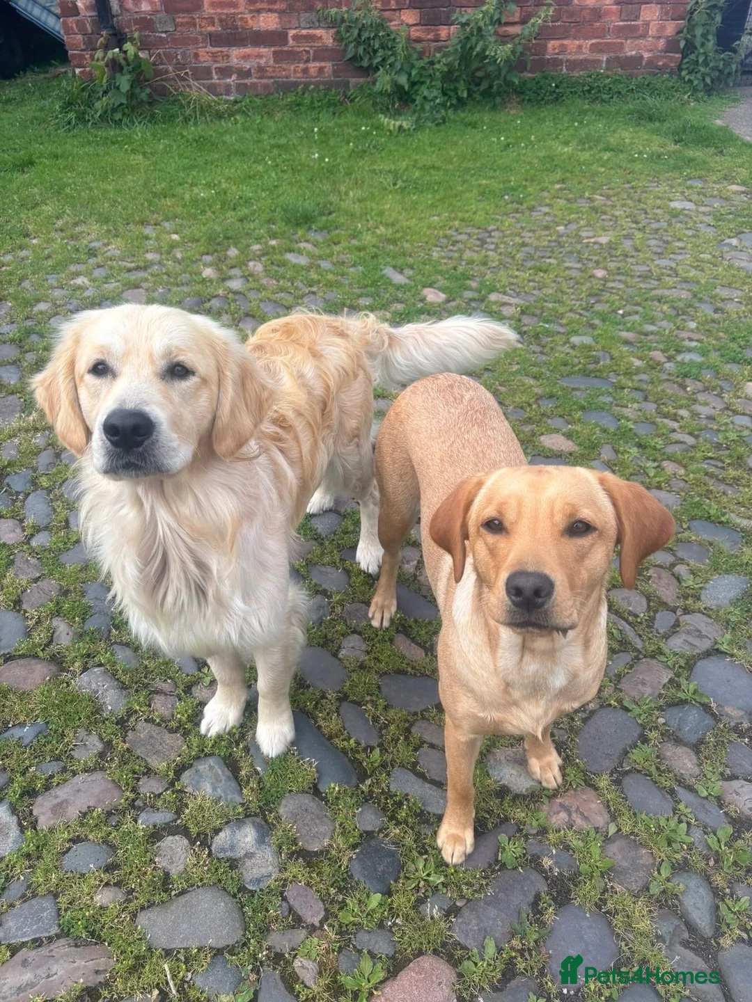 Goldador dogs for sale: Golden Retriever Labrador Puppies - Advert 1