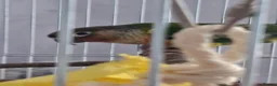 Conures birds for sale: green cheeked conure NEED GONE ASAP - Advert 2