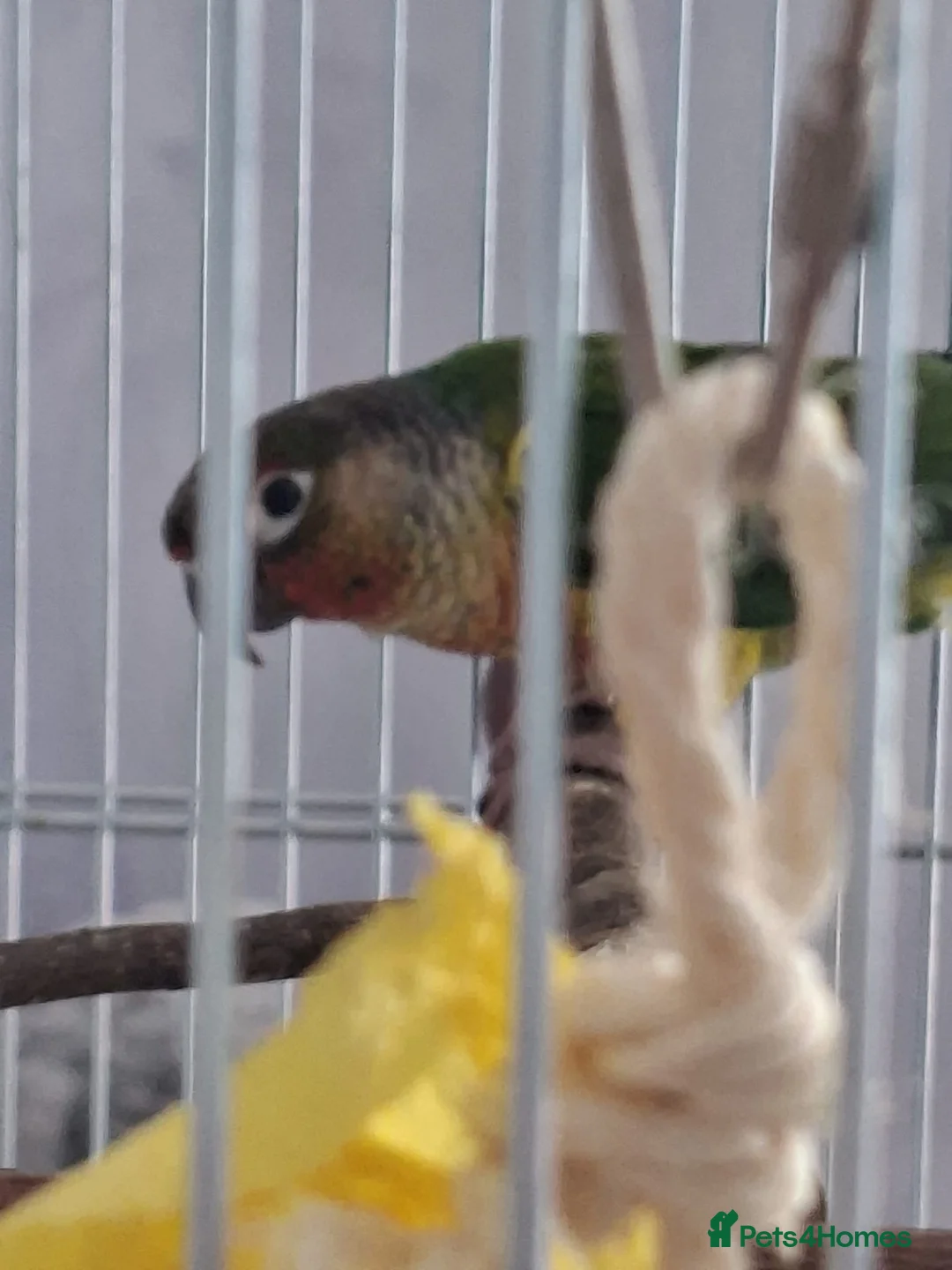 Conures birds for sale: green cheeked conure NEED GONE ASAP - Advert 2