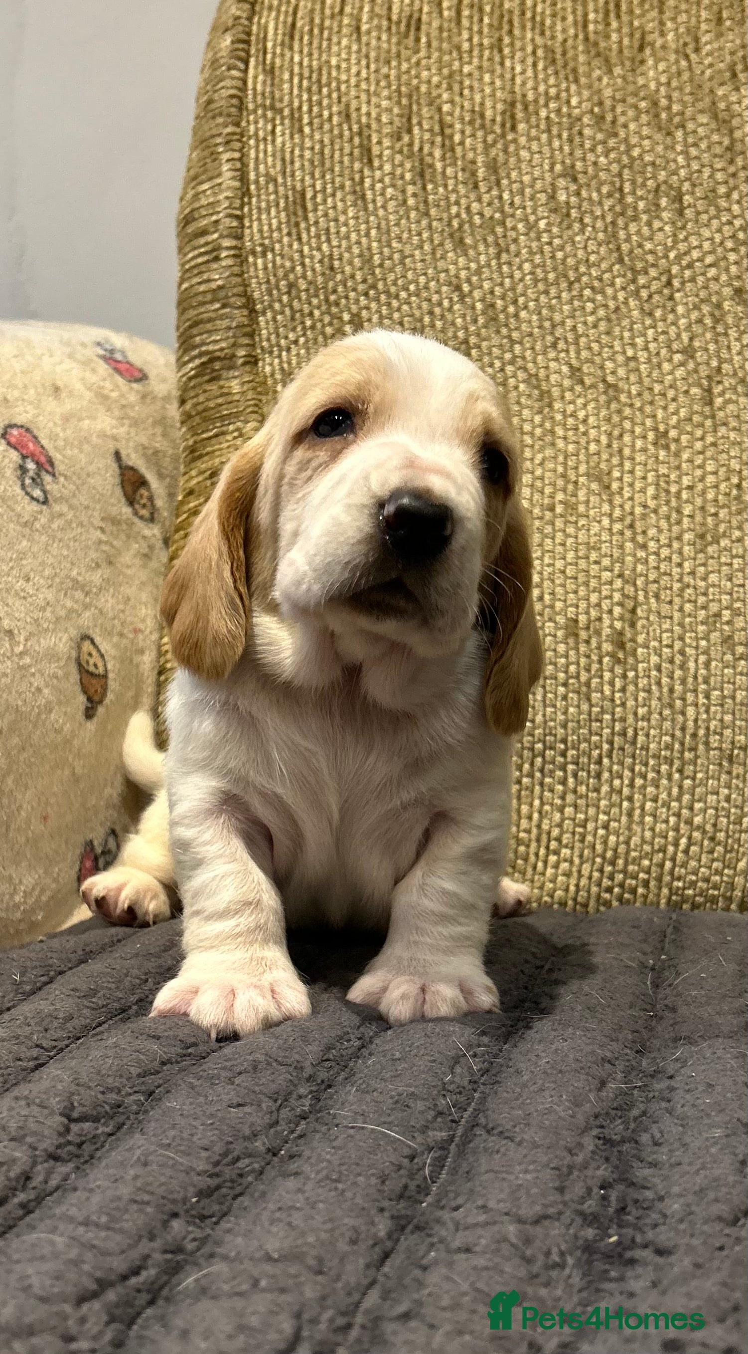 Basset Hound dogs Basset hound puppies!!! KC reg. - Advert 1