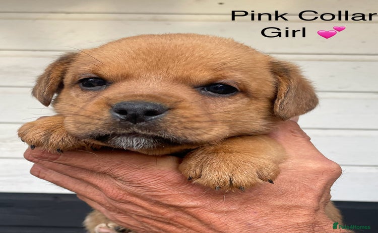 Boxer dogs - Advert 1