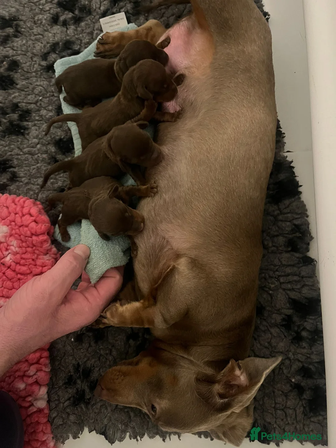 Miniature Dachshund dogs for sale: Miniature Dachshunds  - Advert 8