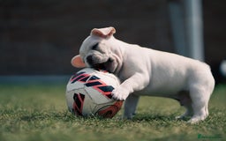 French Bulldog dogs for sale: Ready to go 2 x male French Bulldog KC registered - Image 24