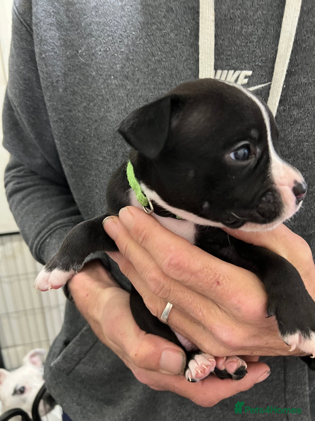 Mixed Breed dogs for sale: 3 Beautiful puppies looking for forever homes. - Advert 15