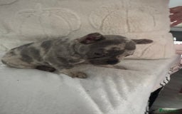 French Bulldog dogs for sale: Beautiful French bulldogs seek homes - Image 6