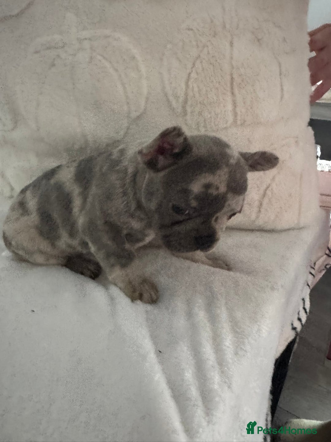 French Bulldog dogs for sale: Beautiful French bulldogs seek homes - Image 6
